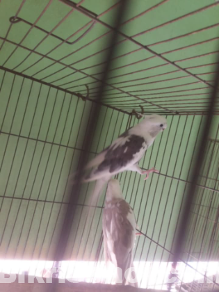 raning cockatiel pakhi